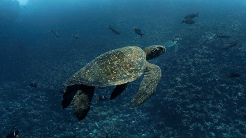 Sea Turtles - Clip 1