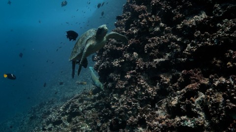 Sea Turtles - Clip 3