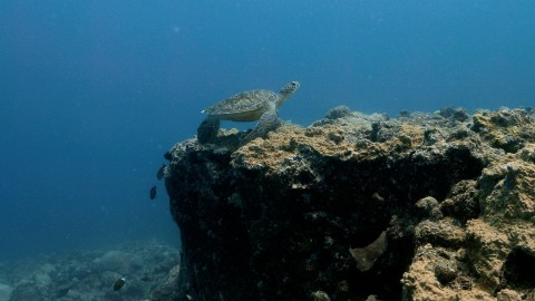 Sea Turtles - Clip 5