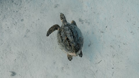 Sea Turtles - Clip 8