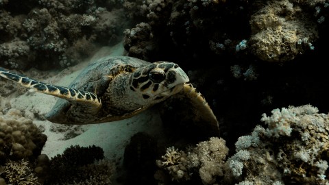 Sea Turtles - Clip 9