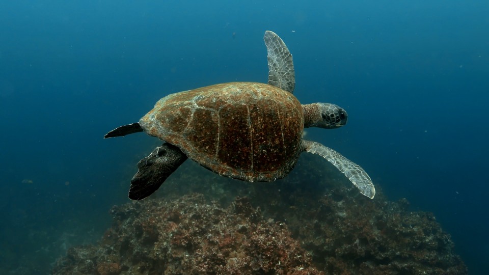 Sea Turtles - Clip 11