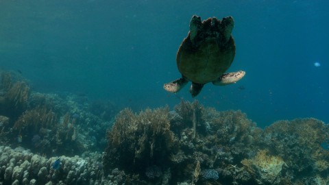 Sea Turtles - Clip 13