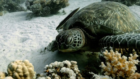 Sea Turtles - Clip 14