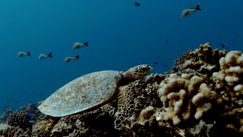 Sea Turtles - Clip 15