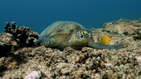 Sea Turtles - Clip 18