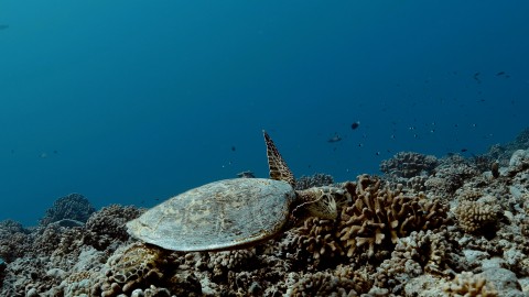 Sea Turtles - Clip 24