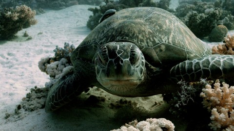 Sea Turtles - Clip 28