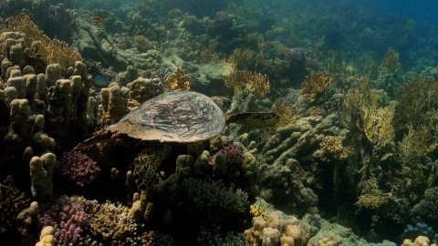 Sea Turtles - Clip 29