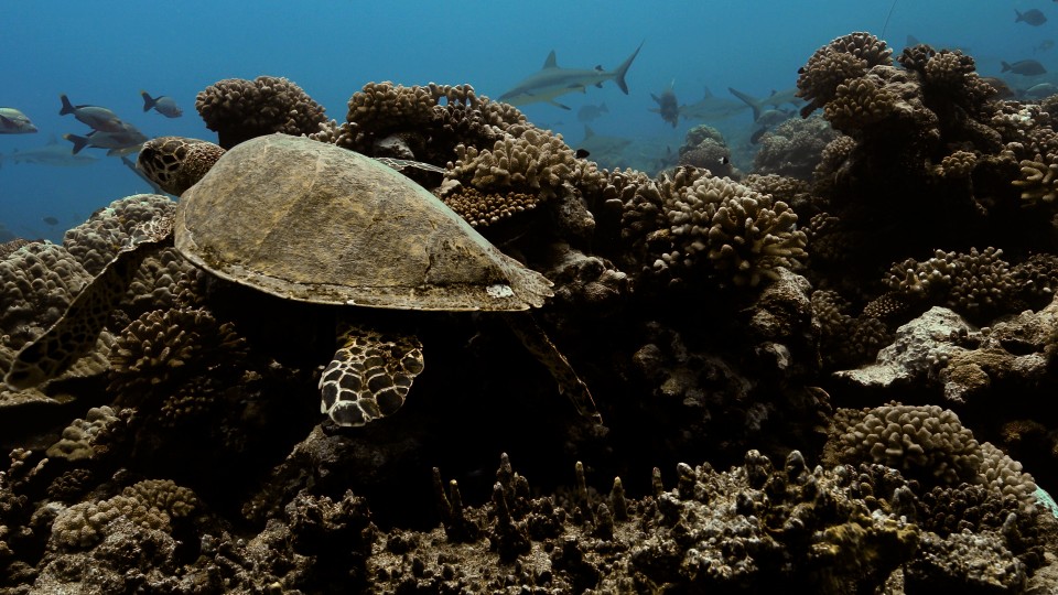 Sea Turtles - Clip 31
