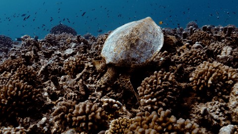 Sea Turtles - Clip 36