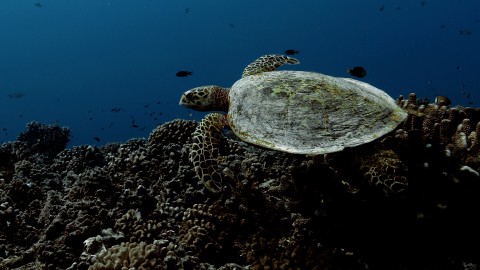Sea Turtles - Clip 37