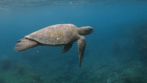 Sea Turtles - Clip 39