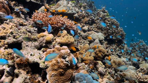 Coral Reefs & Fish - Clip 1