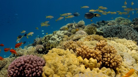 Coral Reefs & Fish - Clip 3