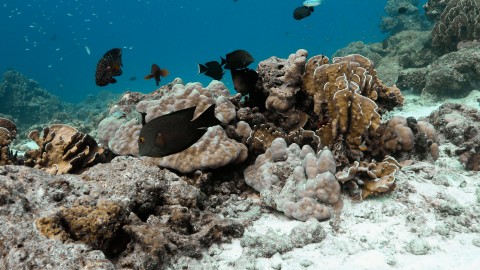 Coral Reefs & Fish - Clip 5
