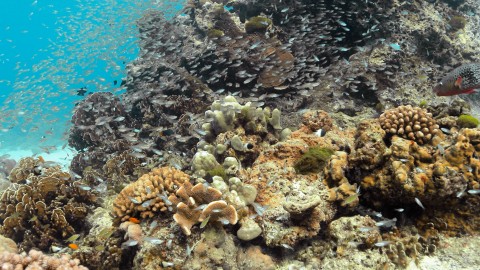 Coral Reefs & Fish - Clip 4