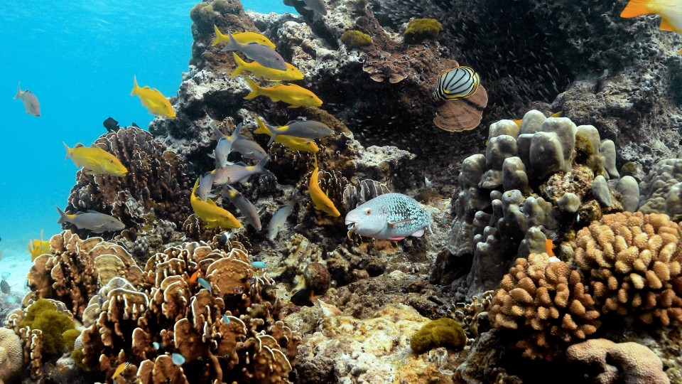 Coral Reefs & Fish - Clip 6
