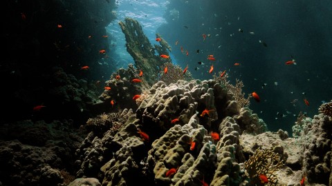 Coral Reefs & Fish - Clip 8