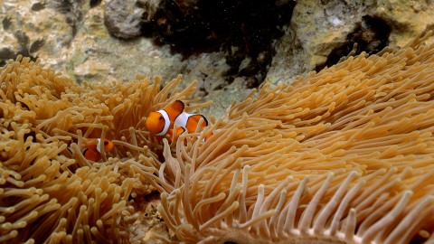 Coral Reefs & Fish - Clip 9