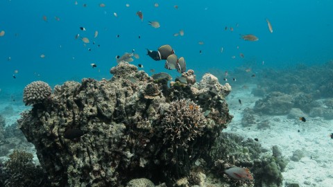 Coral Reefs & Fish - Clip 10