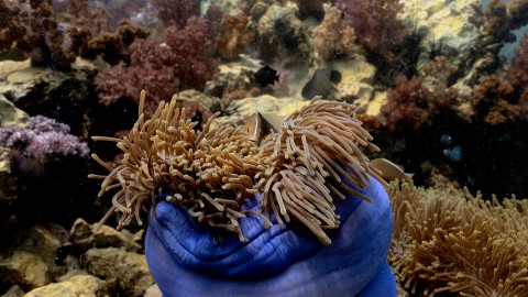 Coral Reefs & Fish - Clip 14