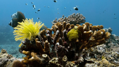 Coral Reefs & Fish - Clip 15
