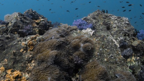 Coral Reefs & Fish - Clip 17