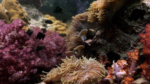 Coral Reefs & Fish - Clip 18