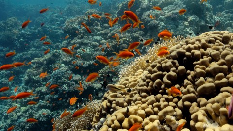 Coral Reefs & Fish - Clip 19