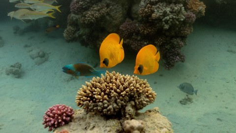 Coral Reefs & Fish - Clip 20