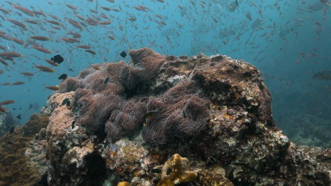 Coral Reefs & Fish - Clip 21