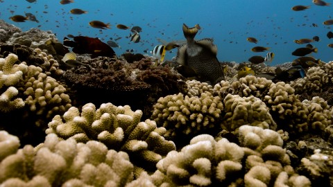 Coral Reefs & Fish - Clip 22