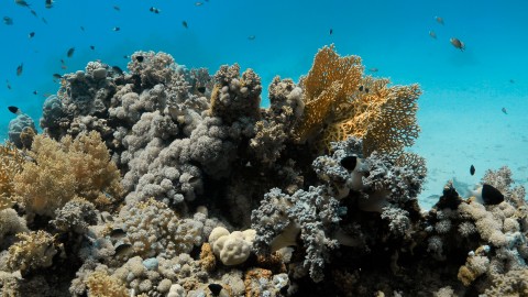 Coral Reefs & Fish - Clip 24