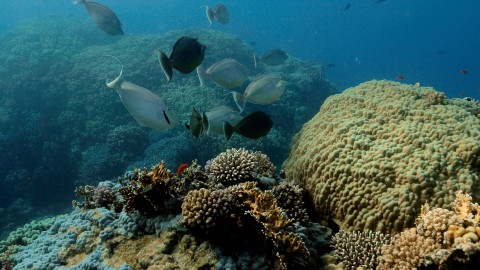 Coral Reefs & Fish - Clip 25
