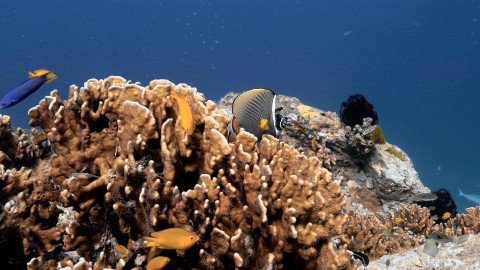 Coral Reefs & Fish - Clip 26