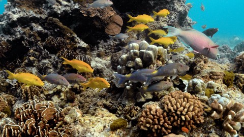 Coral Reefs & Fish - Clip 27