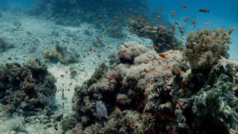 Coral Reefs & Fish - Clip 28