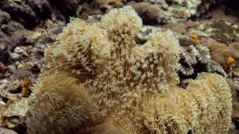 Coral Reefs & Fish - Clip 29