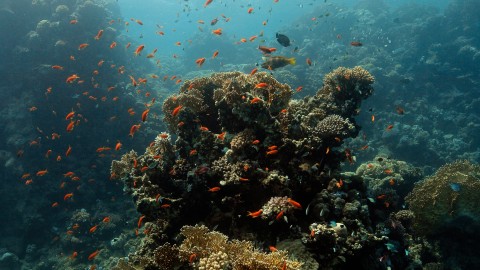 Coral Reefs & Fish - Clip 30