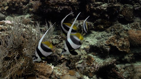 Coral Reefs & Fish - Clip 31