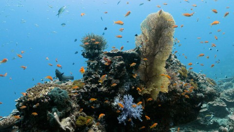 Coral Reefs & Fish - Clip 32