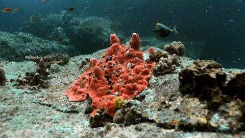 Coral Reefs & Fish - Clip 33
