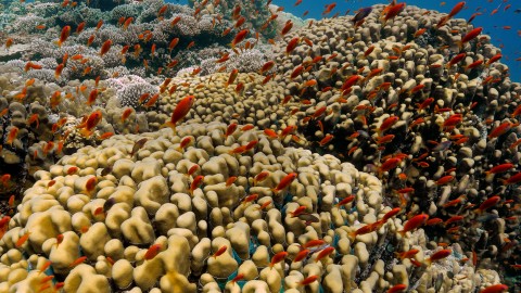 Coral Reefs & Fish - Clip 35