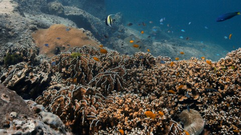 Coral Reefs & Fish - Clip 36