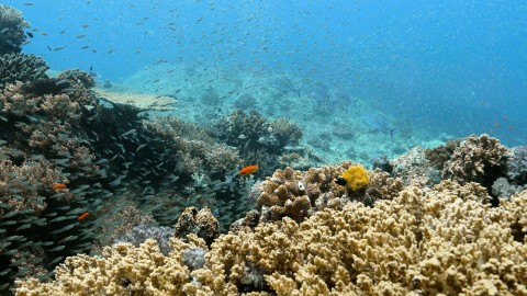 Coral Reefs & Fish - Clip 37