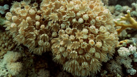 Coral Reefs & Fish - Clip 38