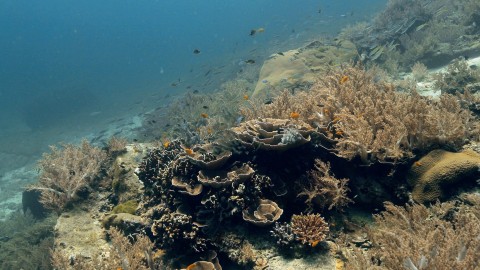 Coral Reefs & Fish - Clip 39