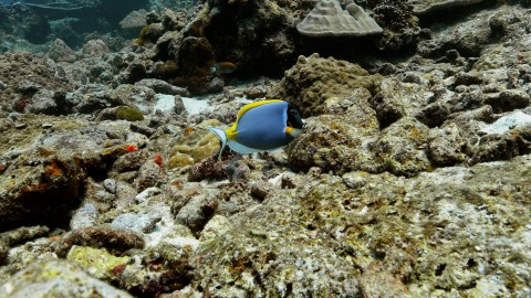 Coral Reefs & Fish - Clip 42