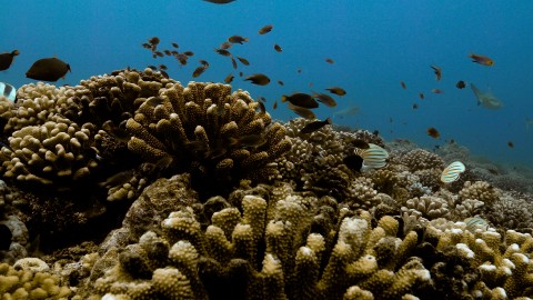 Coral Reefs & Fish - Clip 46